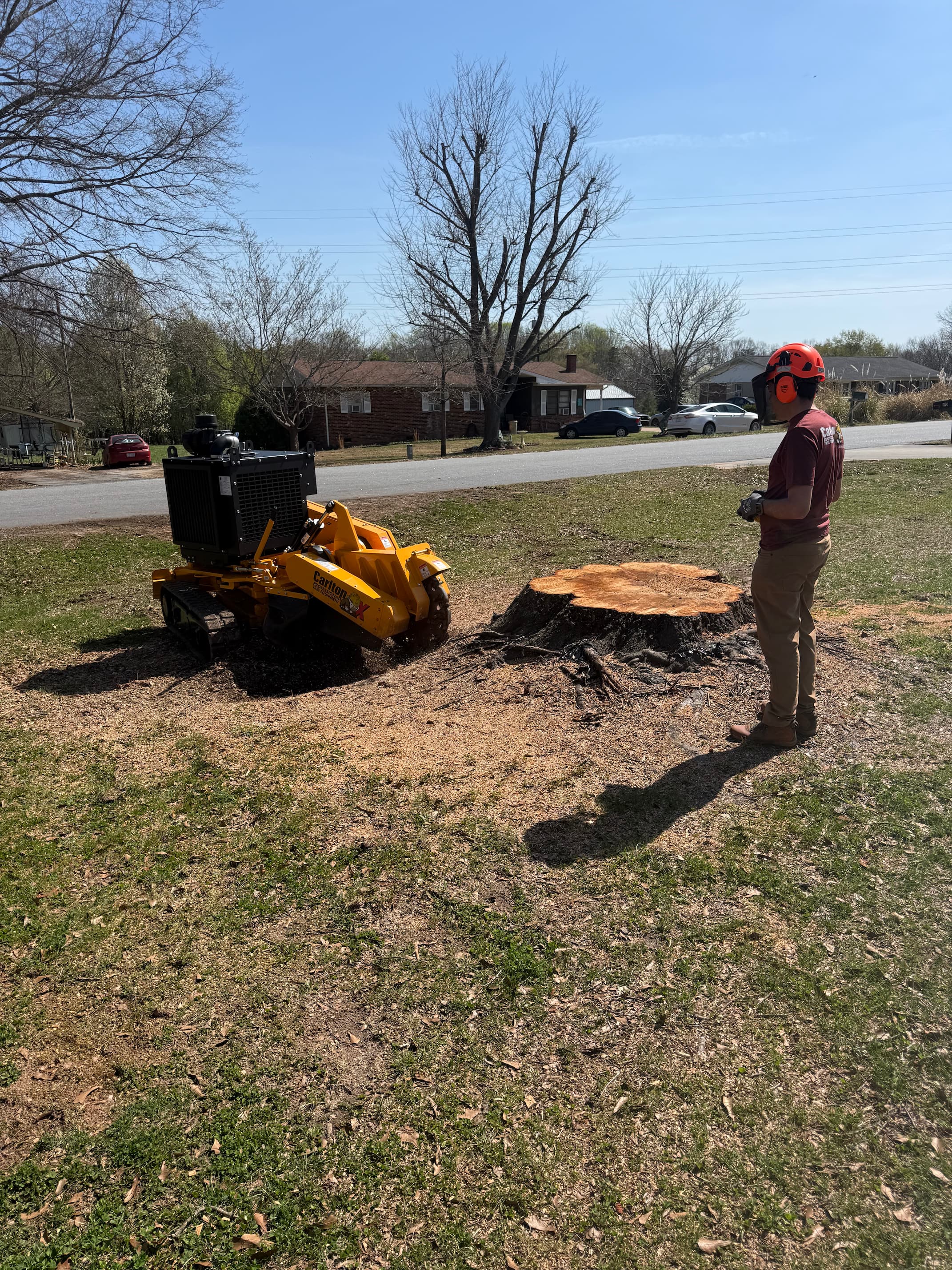 Stump grinding work in progress