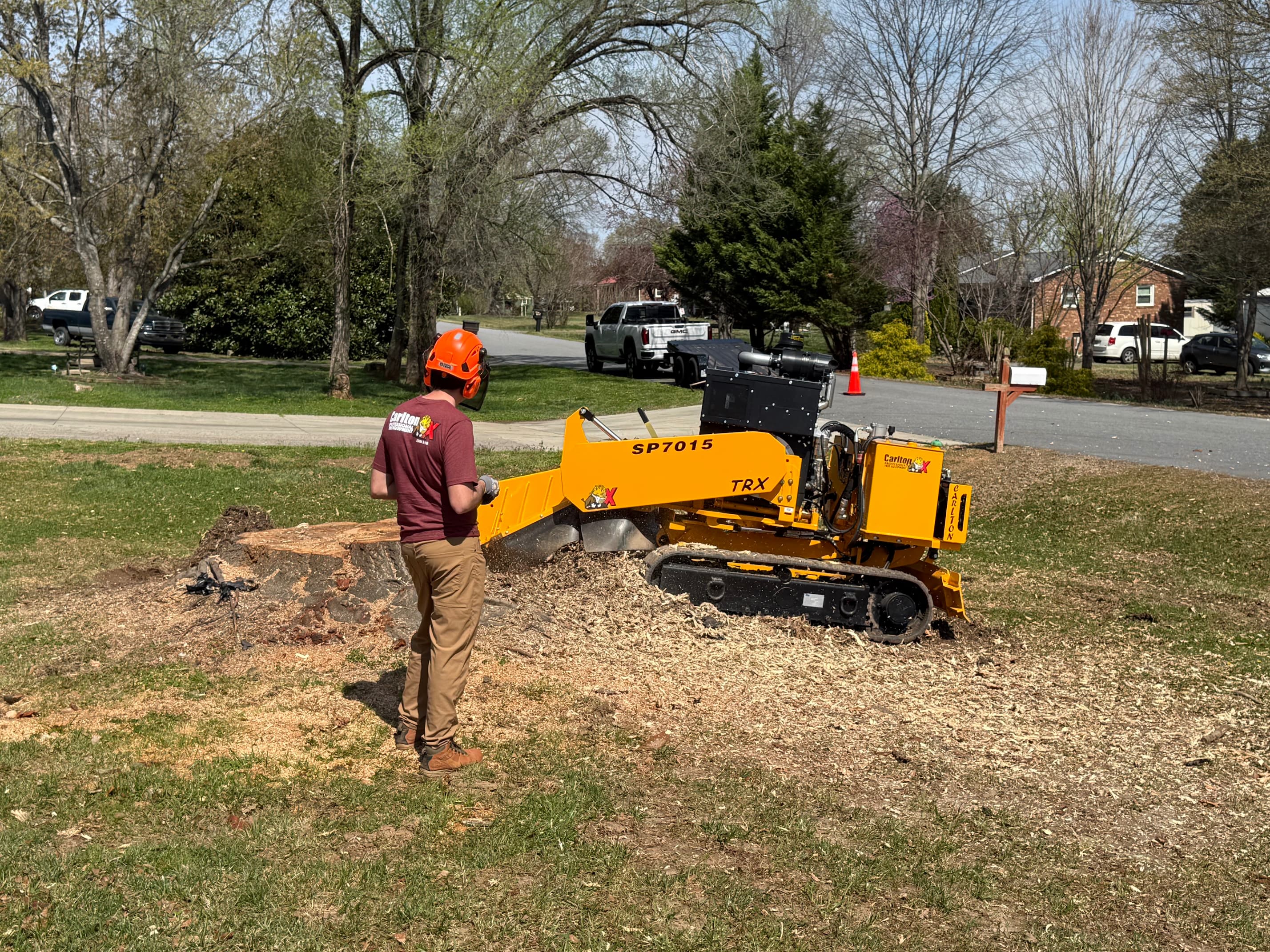 Operator grinding a large stump in a front yard